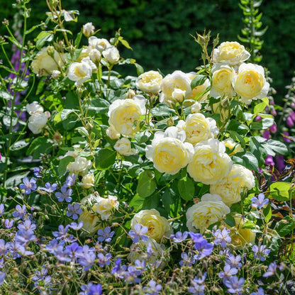Pianta di rosa Vanessa Bell con abbondante fioritura giallo chiaro e foglie verdi ornamentali