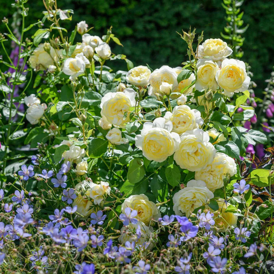 Pianta di rosa Vanessa Bell con abbondante fioritura giallo chiaro e foglie verdi ornamentali