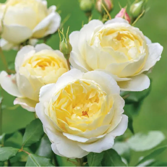 Primo piano di rosa Vanessa Bell con grande fiore doppio color crema aperto