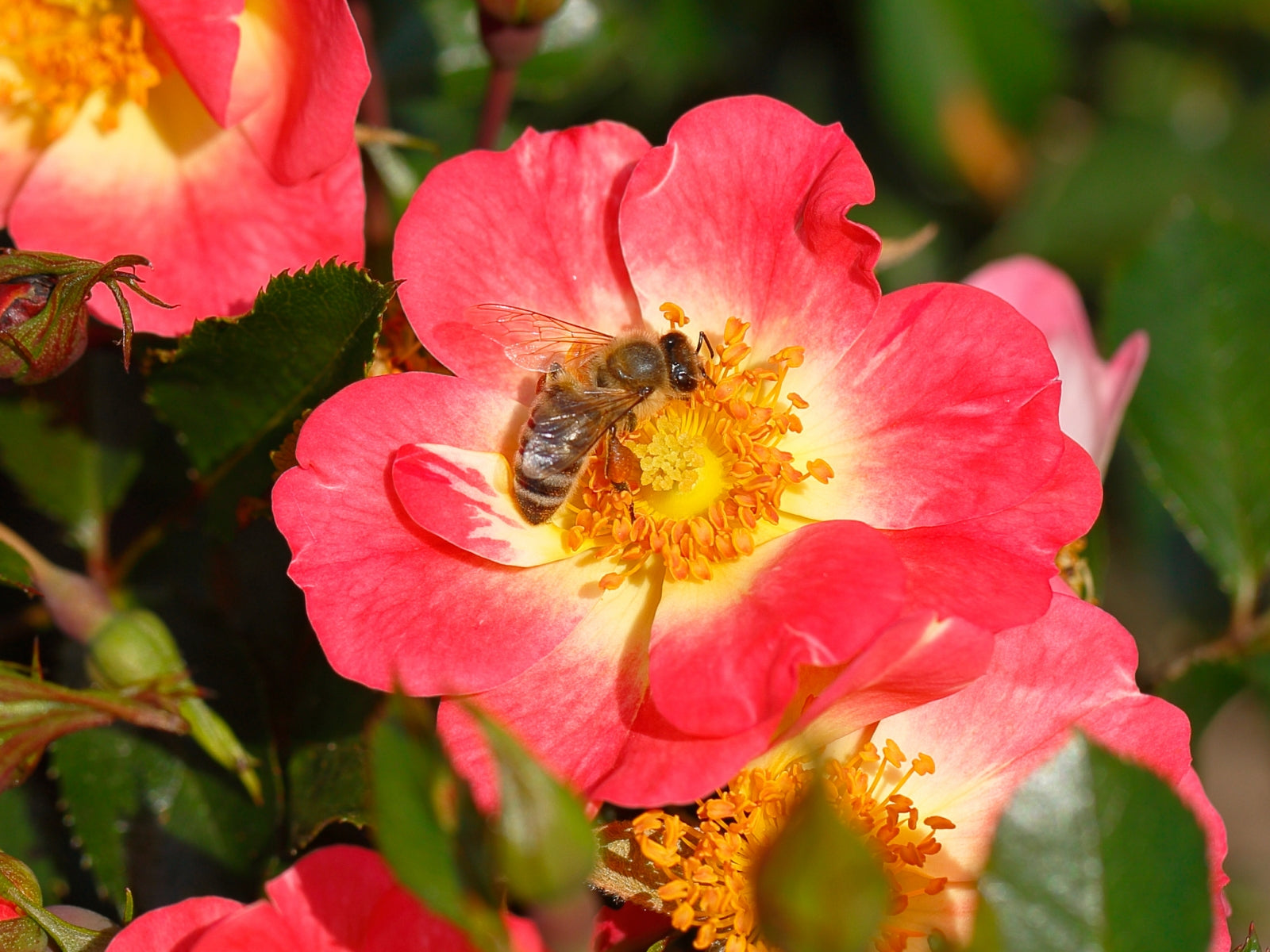 Primo piano di rosa Bienenweide Bicolor con fiori rosa e bianco aperti