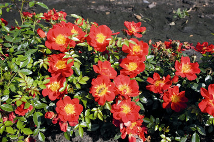 Pianta di rosa Bienenweide Hellrot con abbondante fioritura rossa e foglie verdi ornamentali