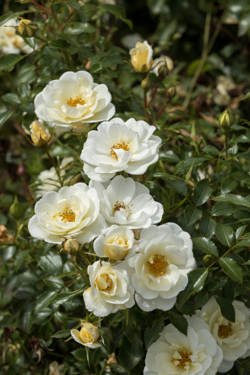 Pianta di rosa Bienenweide Ivory con abbondante fioritura avorio e foglie verdi ornamentali