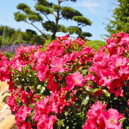Rosa Città di Roma con fiori rosa carminio