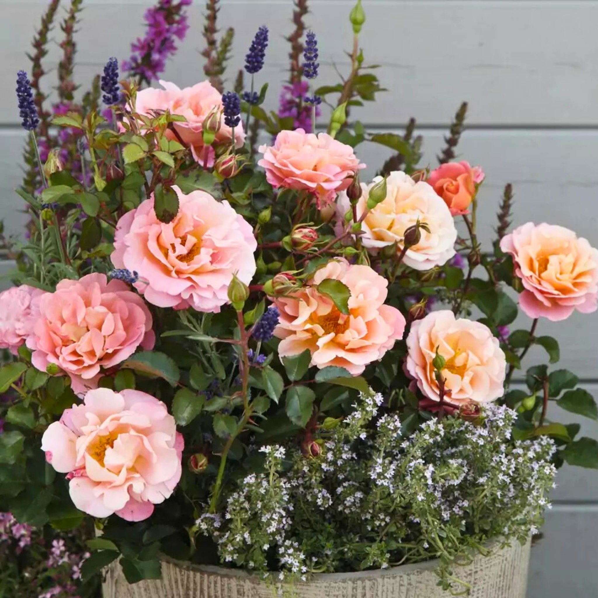 Pianta di rosa Cubana con abbondante fioritura arancio e foglie verdi in vaso