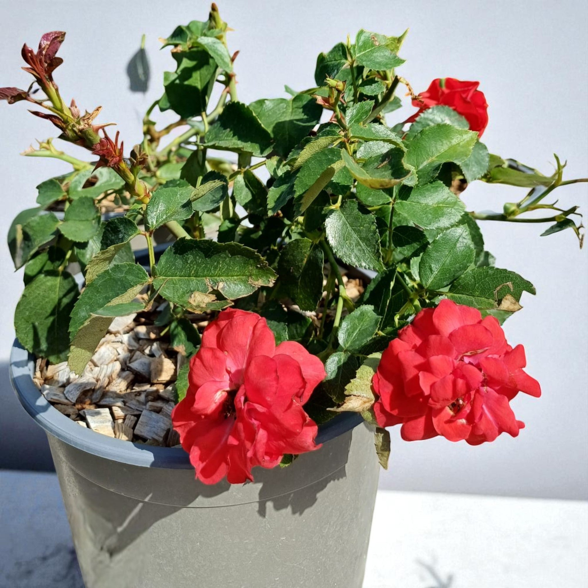 Rosa paesaggistica 'La Sevillana' in vaso