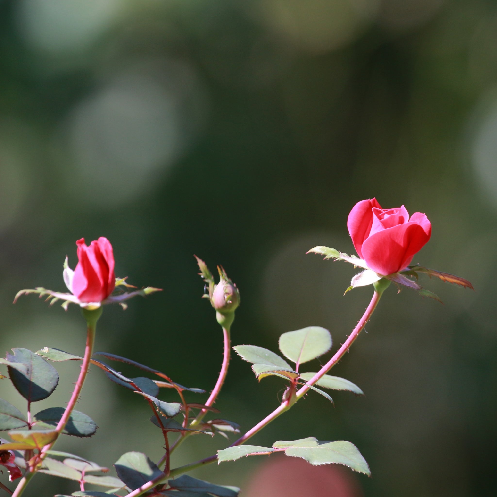 Rosa paesaggistica ‘Pink Knock Out’ Meilland fiori piccoli