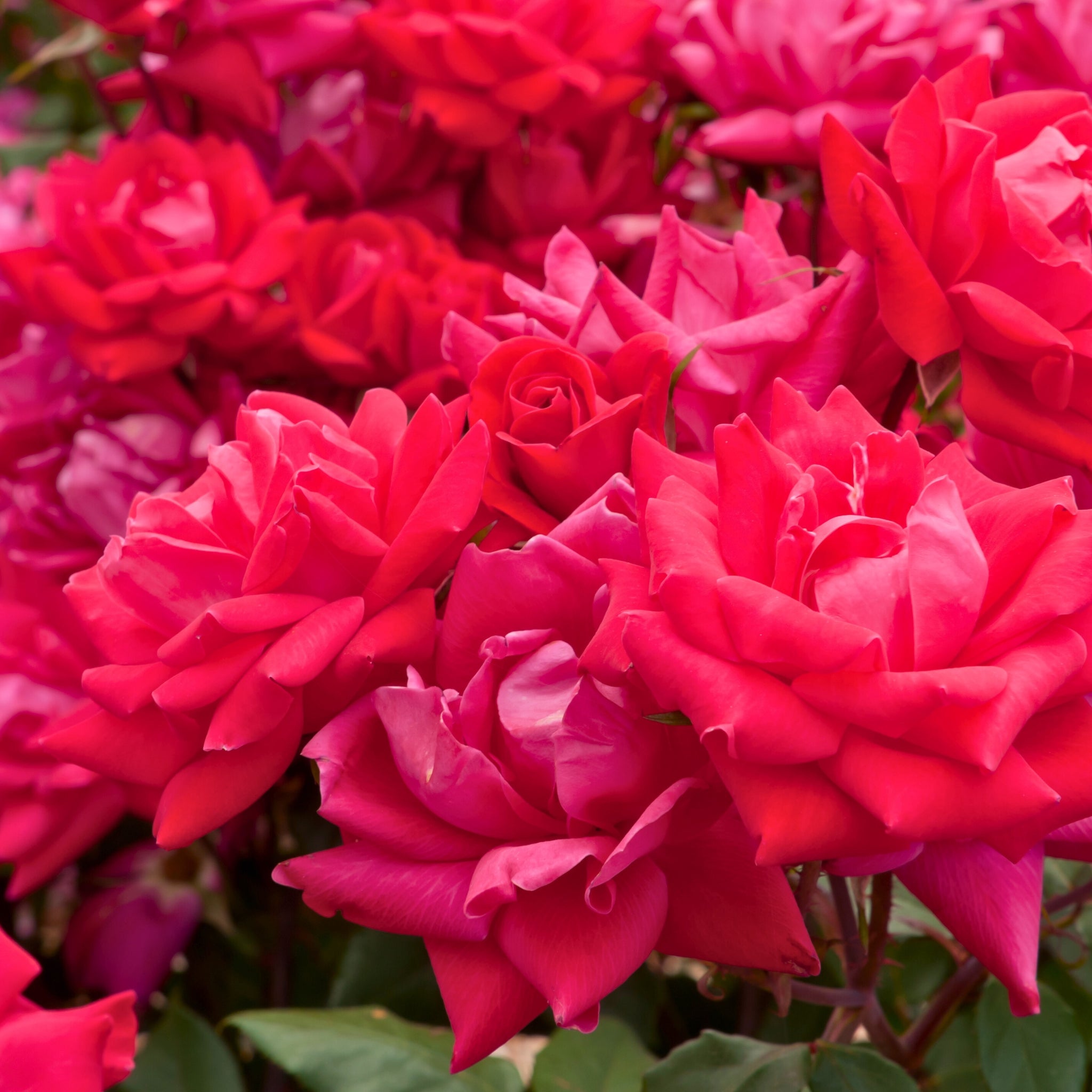 Primo piano di rosa Red Knock Out con  fiori rossi aperti