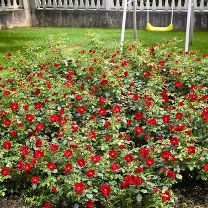 Pianta di rosa Red Mirato con abbondante fioritura rossa