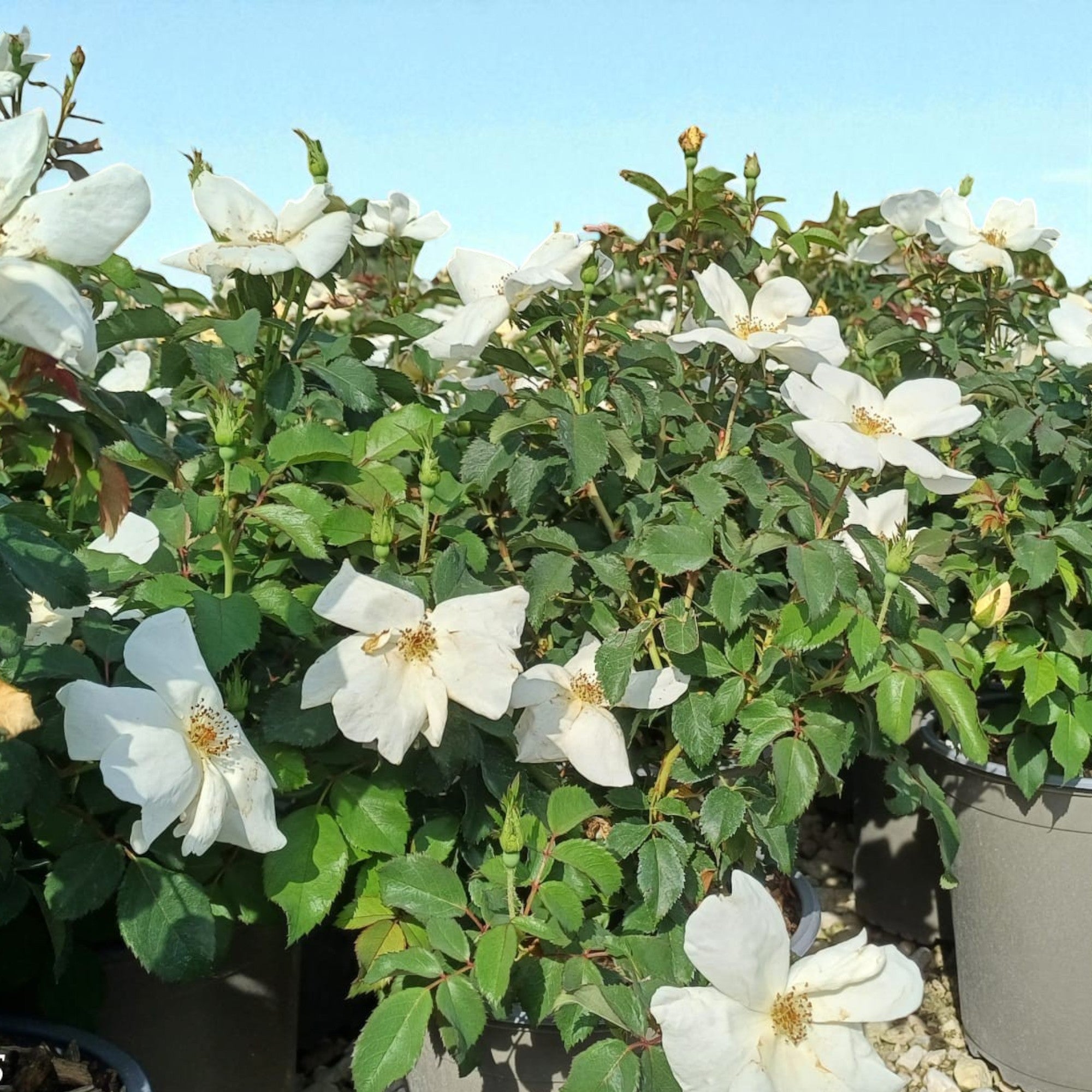 Rosa paesaggistica 'White Knock Out' Meilland con fiori bianchi