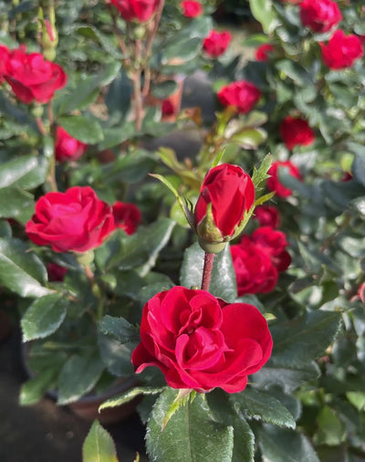 Rosa Zepeti paesaggistica con fiori rossi in giardino, portamento cespuglioso compatto