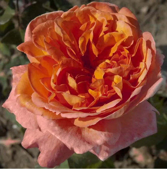 Primo piano di rosa René Goscinny con grande fiore arancio-corallo aperto