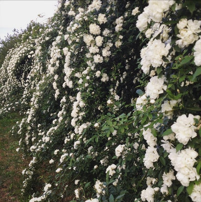 Rosa Banksiae Alba Plena rampicante con cascate di fiori bianchi doppi in giardino