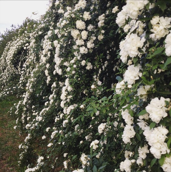 Rosa Banksiae Alba Plena rampicante con cascate di fiori bianchi doppi in giardino