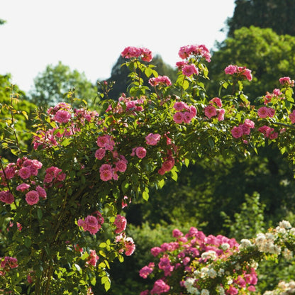 Pianta di rosa Camelot con abbondante fioritura rosa tenue striata di magenta