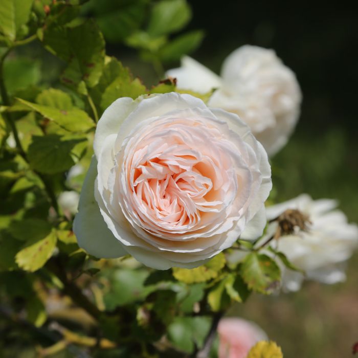 Rosa rampicante 'Palais Royal' in giardino