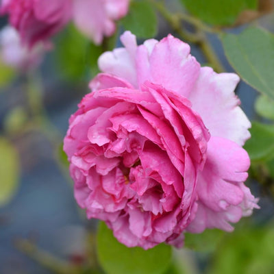 Fiore rosa della Rosa Yves Piaget