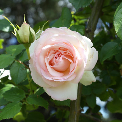 Primo piano di rosa André Le Nôtre con grande fiore doppio rosa aperto e petali vellutati