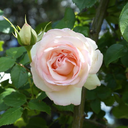 Primo piano di rosa André Le Nôtre con grande fiore doppio rosa aperto e petali vellutati