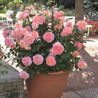 Dettaglio di fiore della rosa Augusta Luise con petali rosa pesca vellutati
