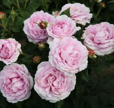 Rosa Königin Marie con grandi fiori rosa delicato