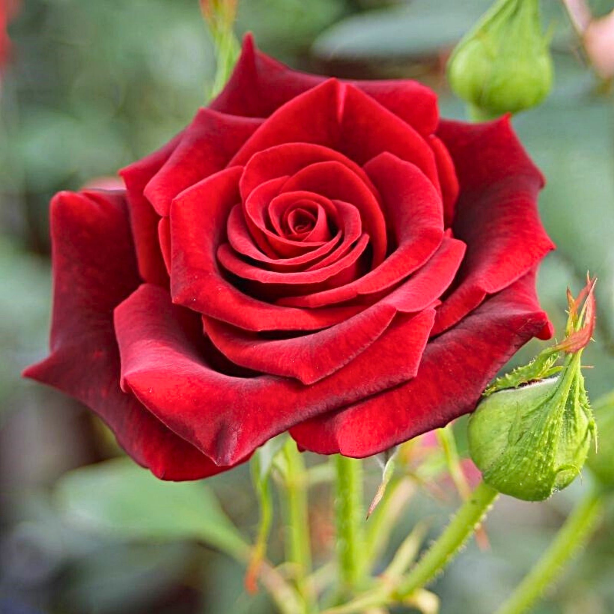 Primo piano di rosa Black Magic con grande fiore vellutato rosso profondo