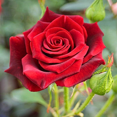 Primo piano di rosa Black Magic con grande fiore vellutato rosso profondo