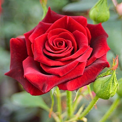 Primo piano di rosa Black Magic con grande fiore vellutato rosso profondo