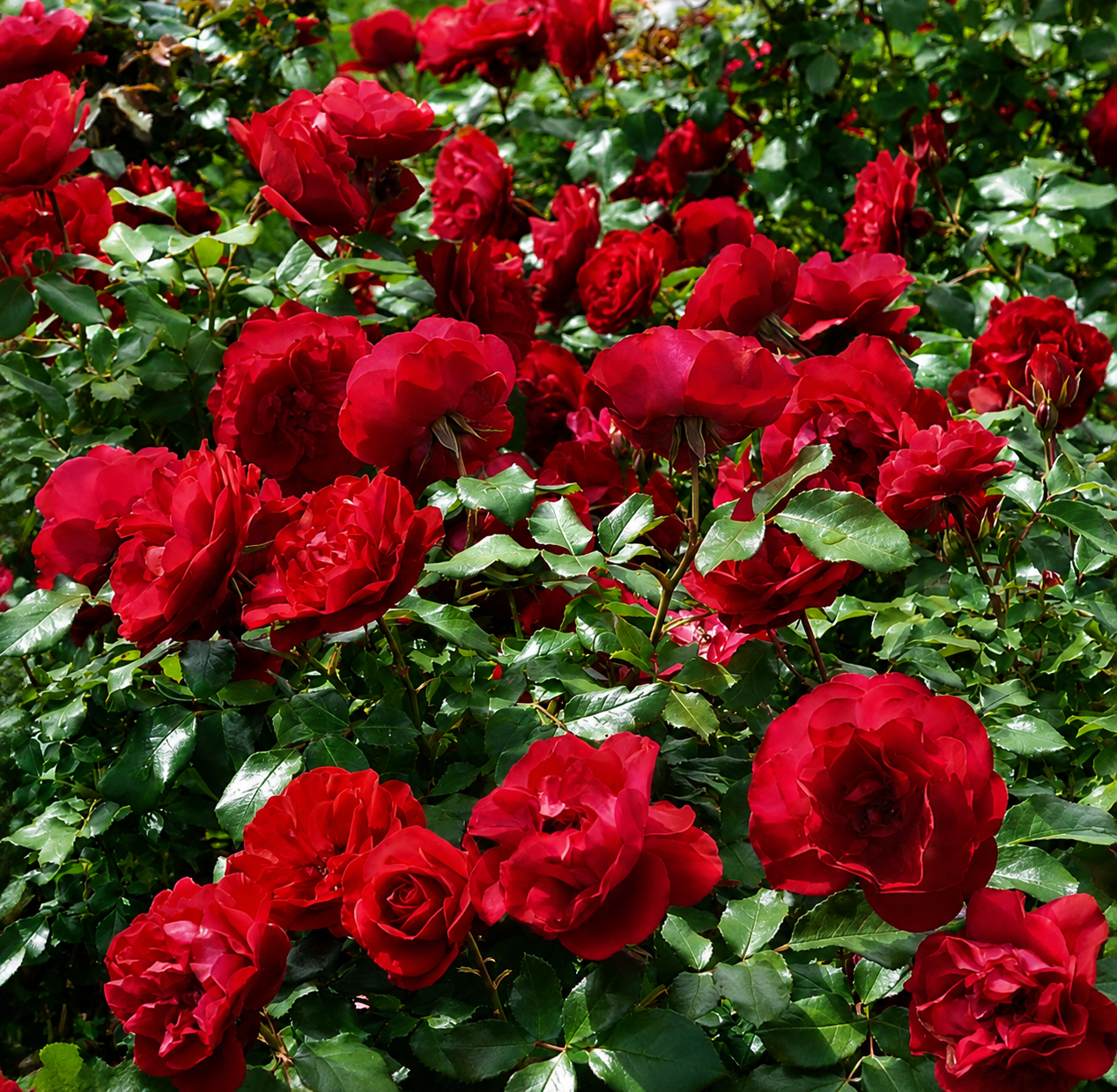 Pianta di rosa Mona Lisa con abbondante fioritura rossa e foglie verdi ornamentali