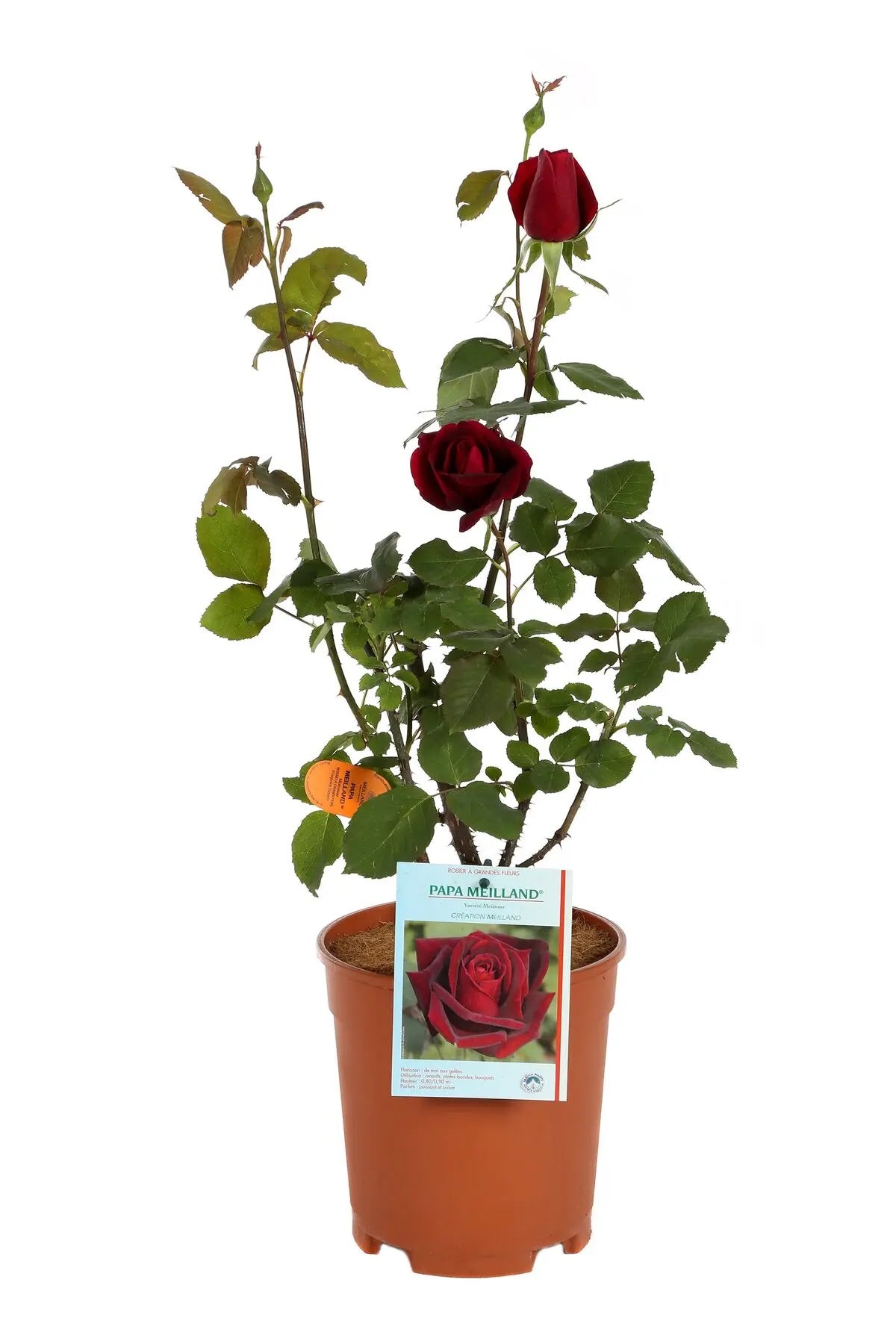 Rosa Papa Meilland in vaso