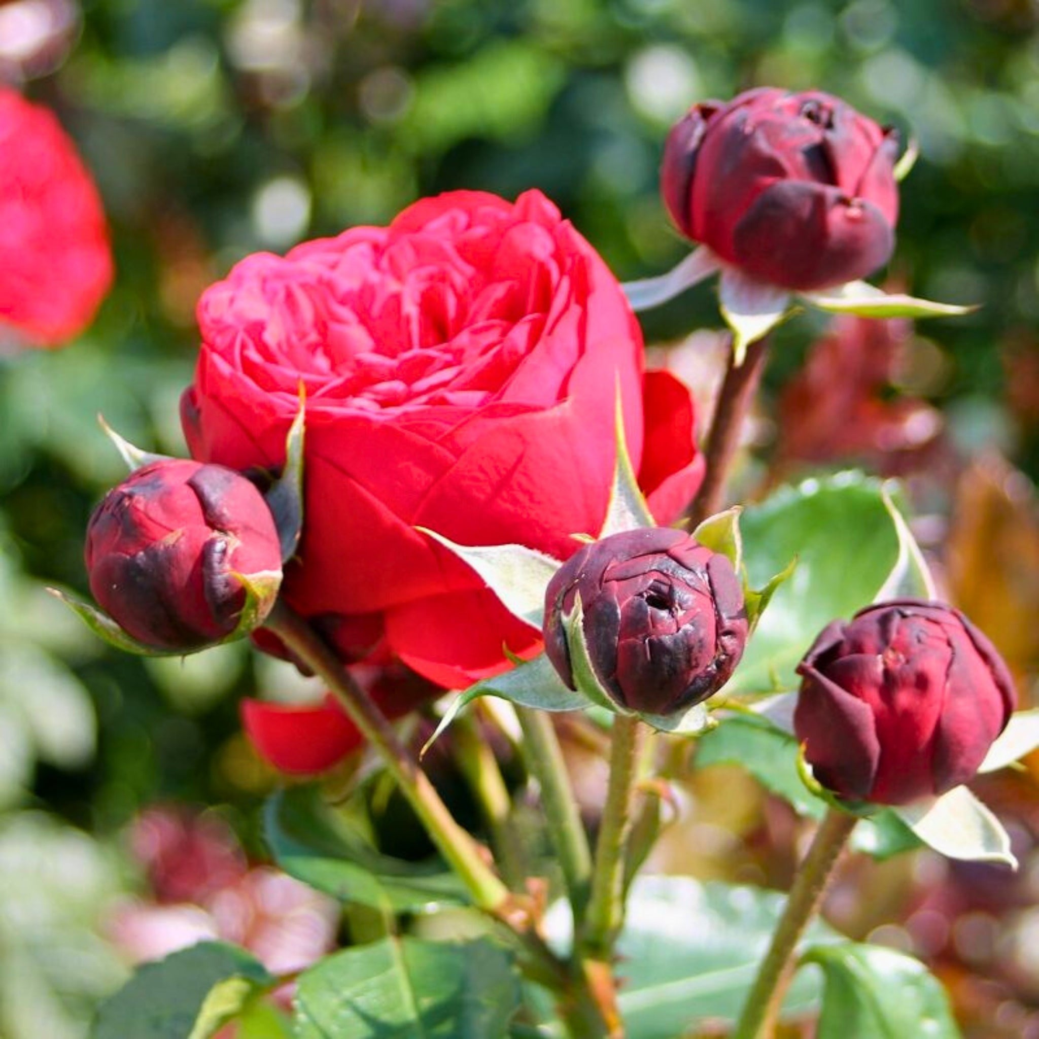 Pianta di rosa Piano con abbondante fioritura rosso brillante