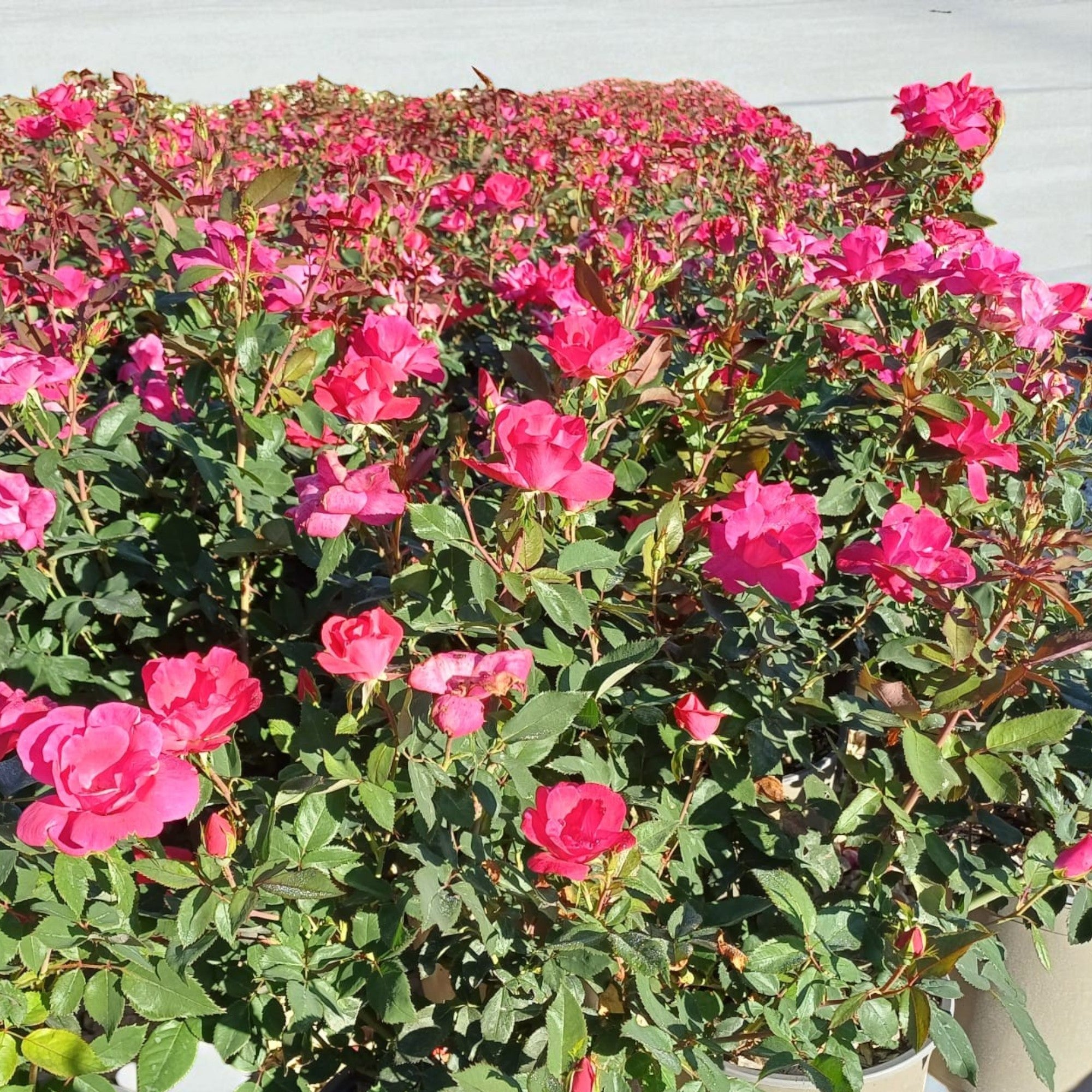 Rosa Red Knock Out in vaso