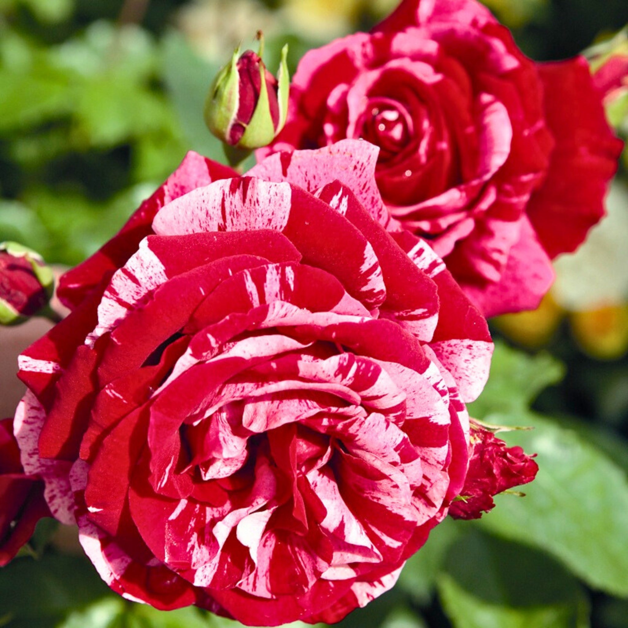 Pianta di rosa Deep Impression con fioritura variegata e foglie verdi ornamentali