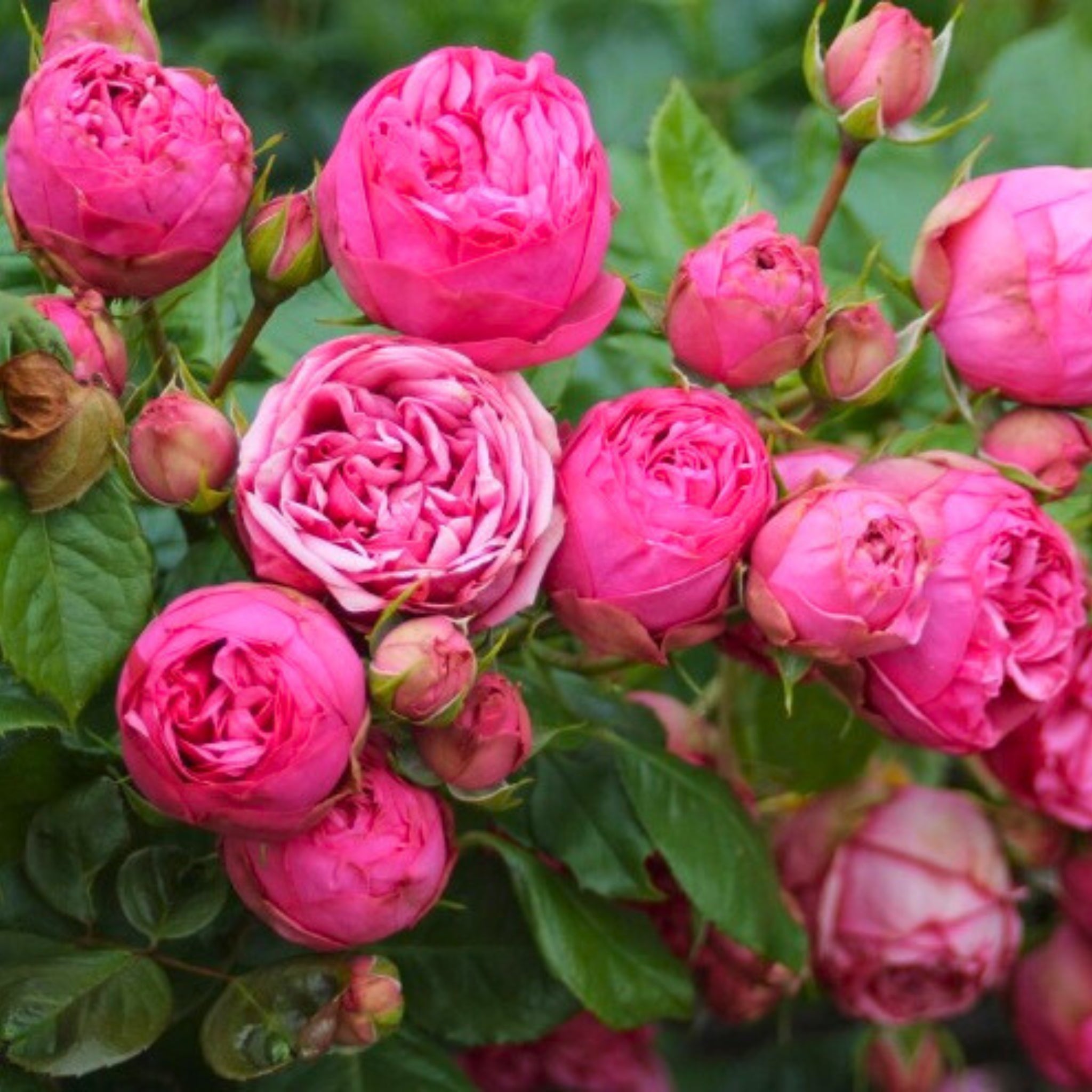Rosa 'Pink Piano'