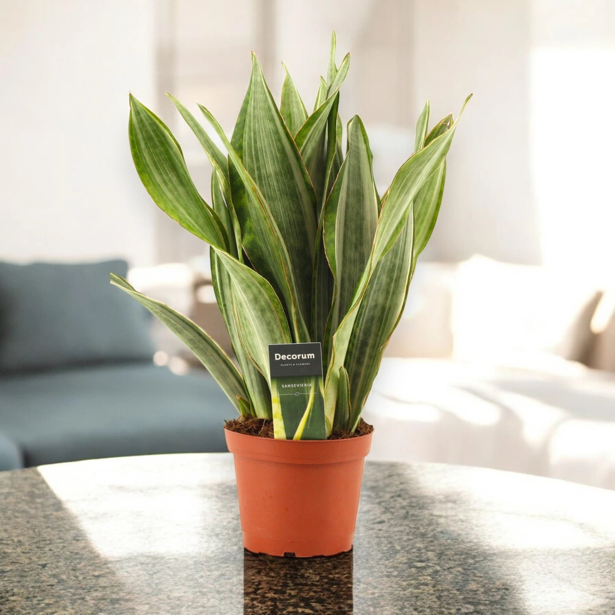 Sansevieria Marlowe in ambiente luminoso