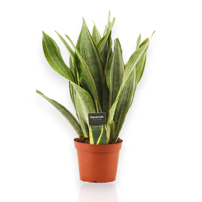 Pianta di Sansevieria Marlowe