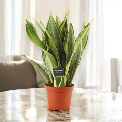 Sansevieria Marlowe decorativa in vaso