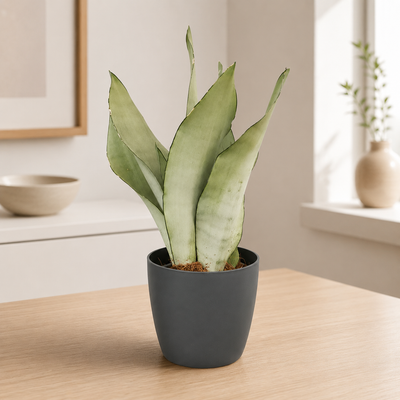 Sansevieria Moonshine in ambiente moderno