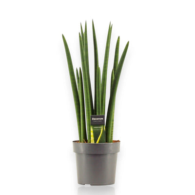 Sansevieria cylindrica Rocket con foglie cilindriche verticali in vaso 