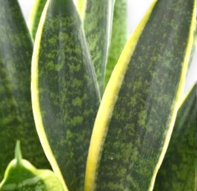 Sansevieria trifasciata 'Futura Superba' dettaglio