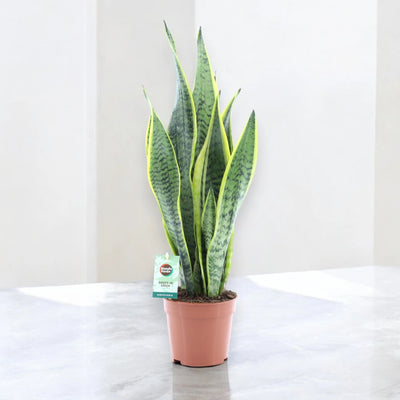 Sansevieria trifasciata 'Laurentii'