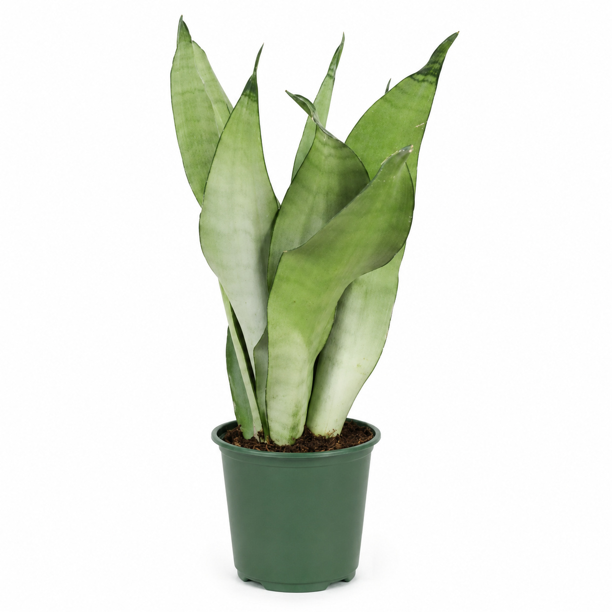 Sansevieria trifasciata 'Moonshine' in vaso