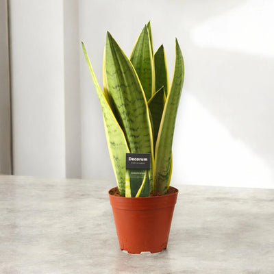 Sansevieria trifasciata 'White Snow'