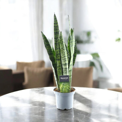 Sansevieria zeylanica