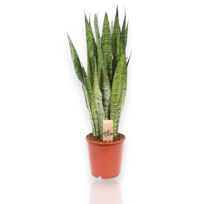Sansevieria zeylanica