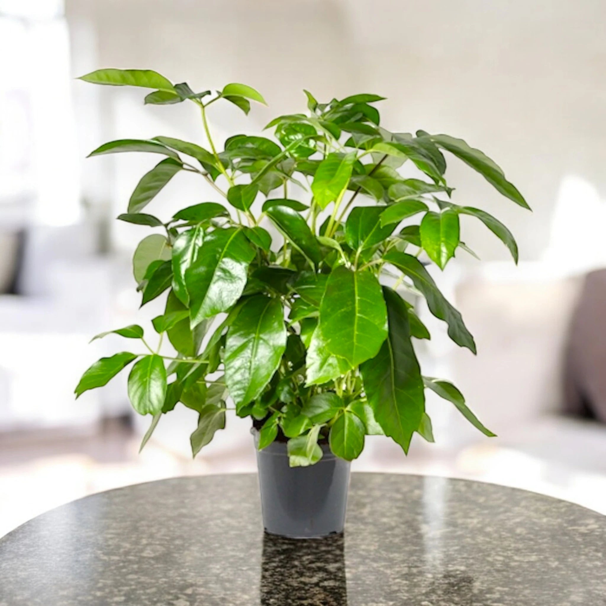 Schefflera Amate in ambiente luminoso