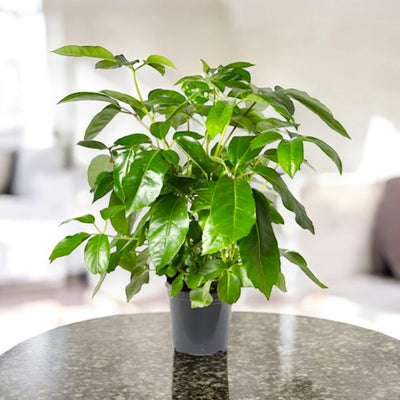 Schefflera Amate in ambiente luminoso