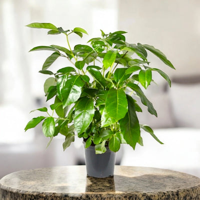 Schefflera actinophylla in vaso moderno