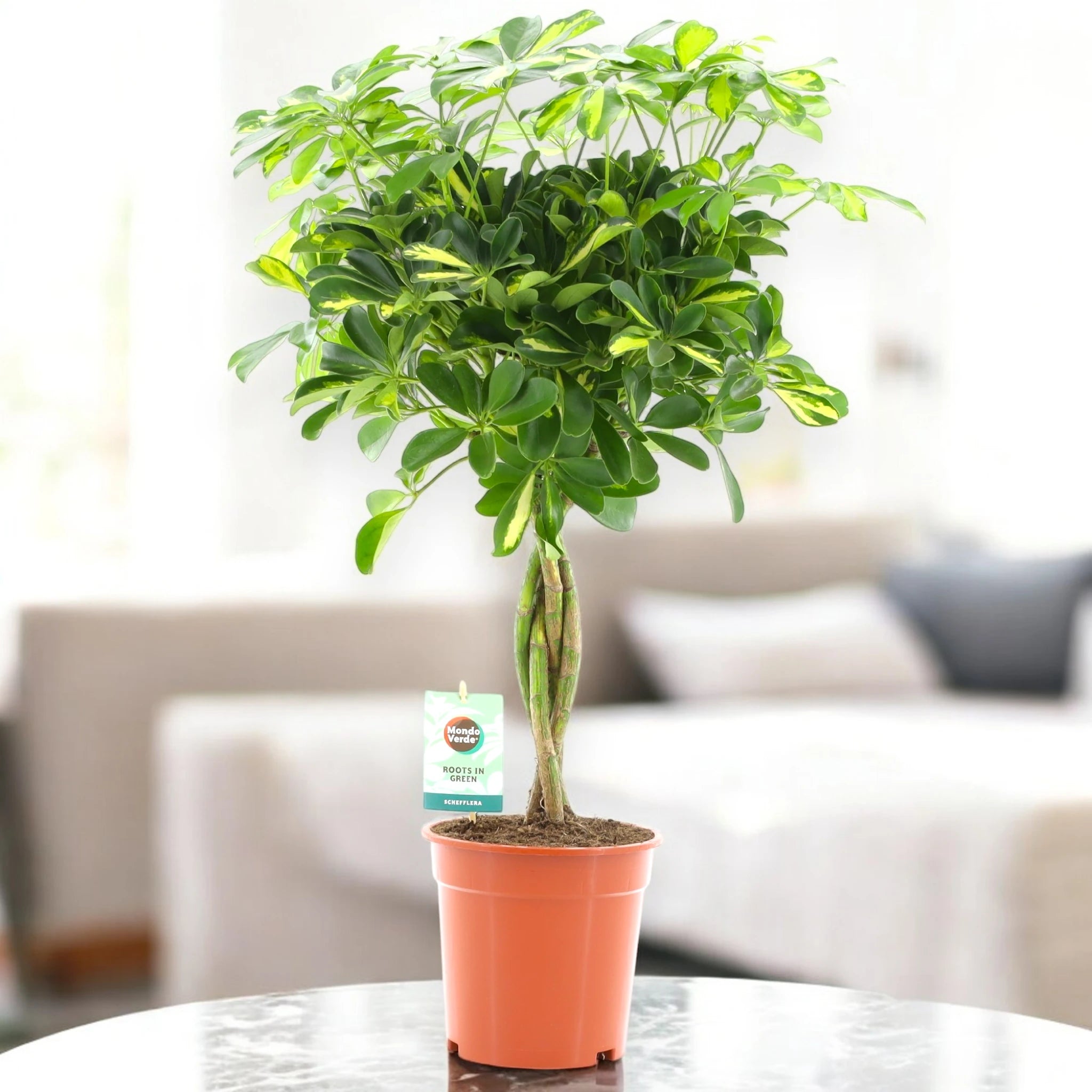 Schefflera Gold Capella in soggiorno