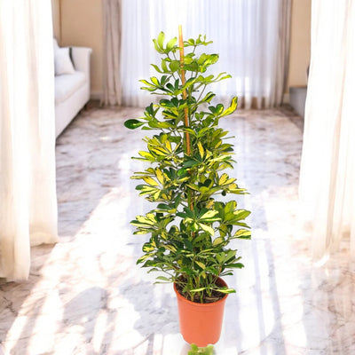 Schefflera Gold Capella in ambiente moderno