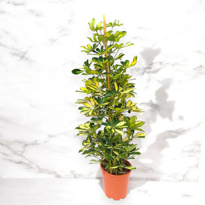 Pianta di Schefflera Gold Capella